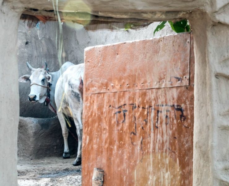 A cow stands behind a weathered wooden door in a rustic setting with sunlight filtering through.