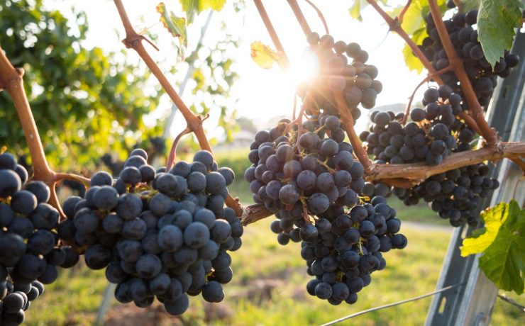 Clusters of dark grapes hang from vines, with sunlight peeking through the leaves in a vineyard setting.