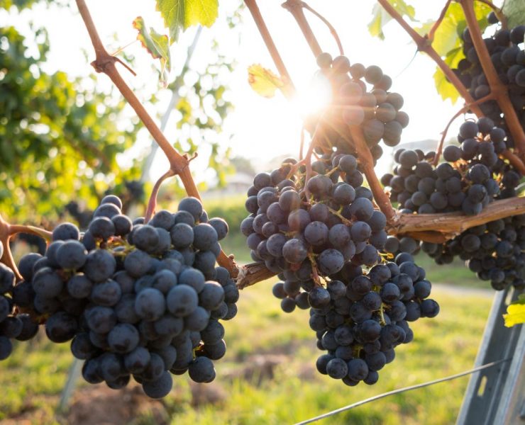 Clusters of dark grapes hang from vines, with sunlight peeking through the leaves in a vineyard setting.