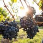 Clusters of dark grapes hang from vines, with sunlight peeking through the leaves in a vineyard setting.